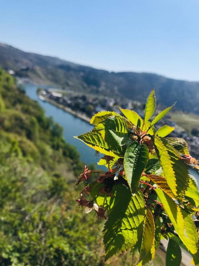 Residenz Moselzauber - Ferienwohnungen Mit Pool Landschaft エルンスト エクステリア 写真